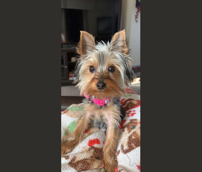 Lilly Steward, a Yorkshire Terrier tested with EmbarkVet.com