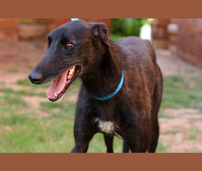 Photo of Niels Bohr, a Greyhound  in Fayetteville, Arkansas, USA
