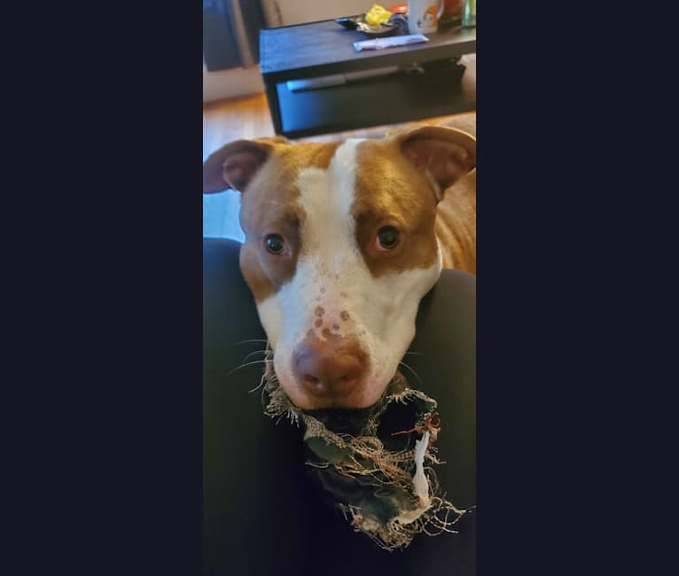 Moose, an American Pit Bull Terrier and American Bulldog mix tested with EmbarkVet.com
