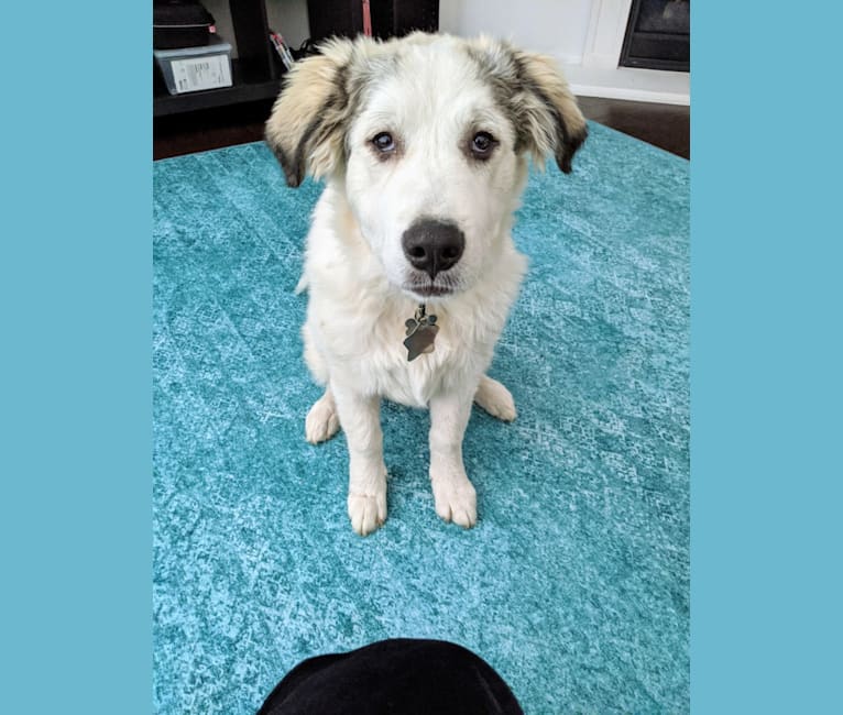 Appa, a Great Pyrenees and German Shepherd Dog mix tested with EmbarkVet.com