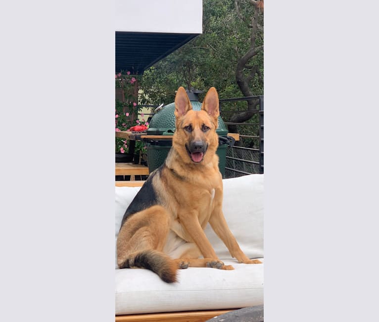 London, a German Shepherd Dog tested with EmbarkVet.com