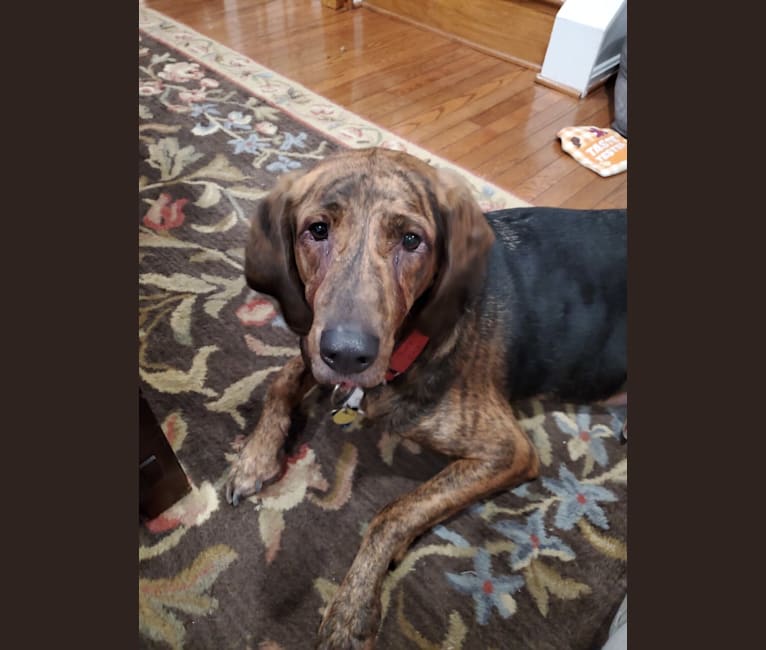 Copper, a Plott and Treeing Walker Coonhound mix tested with EmbarkVet.com