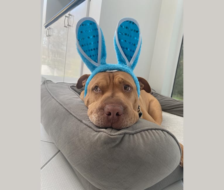 Oscar, an American Pit Bull Terrier and German Shepherd Dog mix tested with EmbarkVet.com