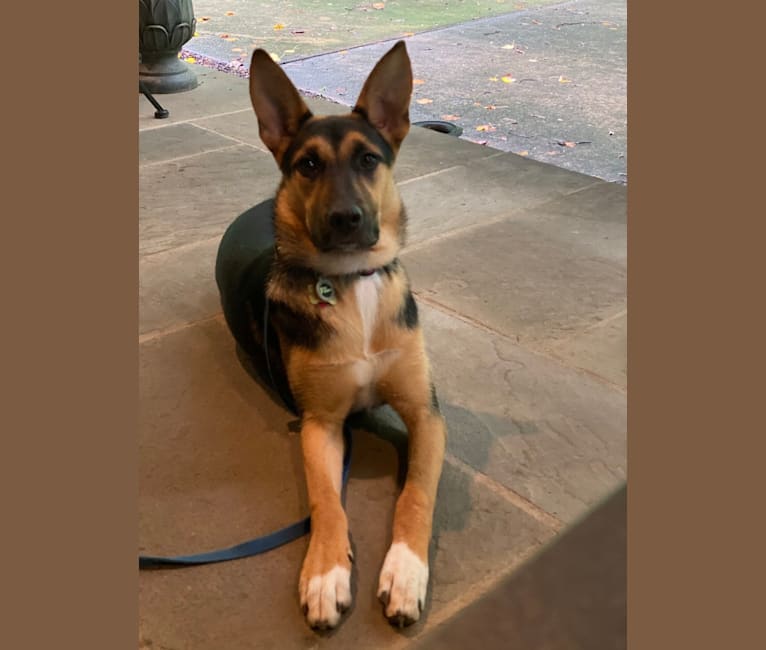 Lola, a German Shepherd Dog and American Pit Bull Terrier mix tested with EmbarkVet.com