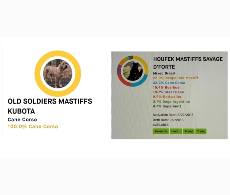 MEMPHIS, a Cane Corso and Neapolitan Mastiff mix tested with EmbarkVet.com