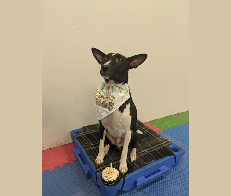 embark dog dna test breed