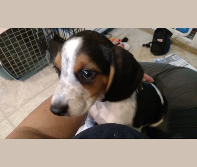 Otis, a Beagle tested with EmbarkVet.com