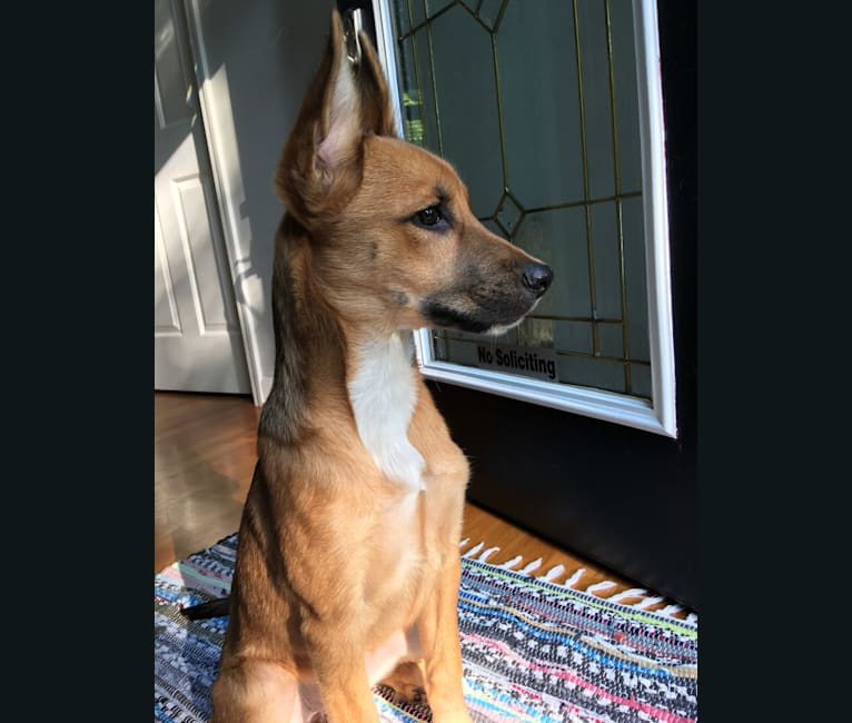 Basenji mixed with german shepherd outlet