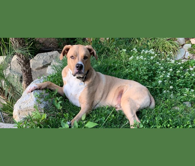 Roscoe, an American Pit Bull Terrier and German Shepherd Dog mix tested with EmbarkVet.com