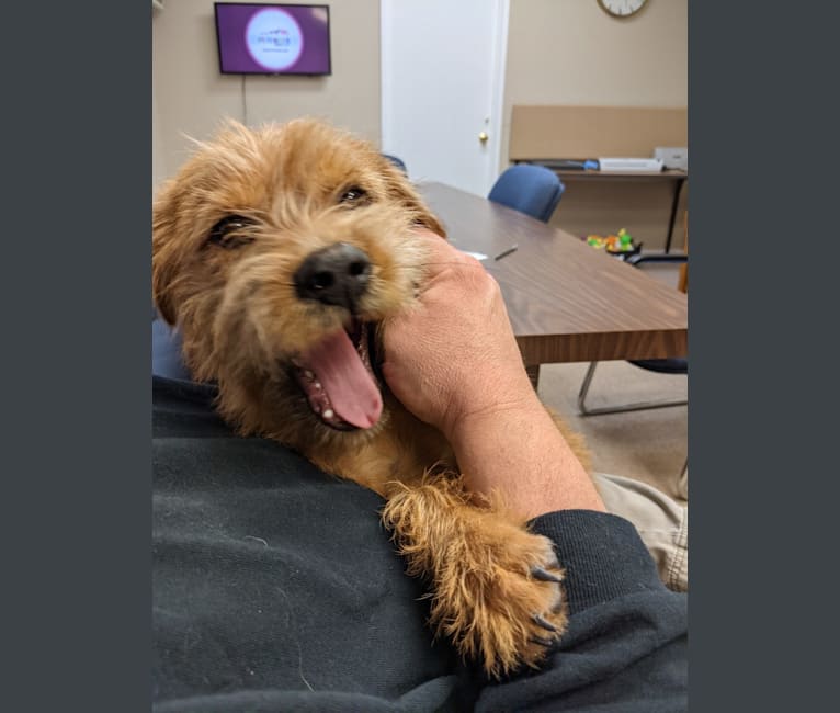 Simon LeBone, a Rottweiler and Shih Tzu mix tested with EmbarkVet.com