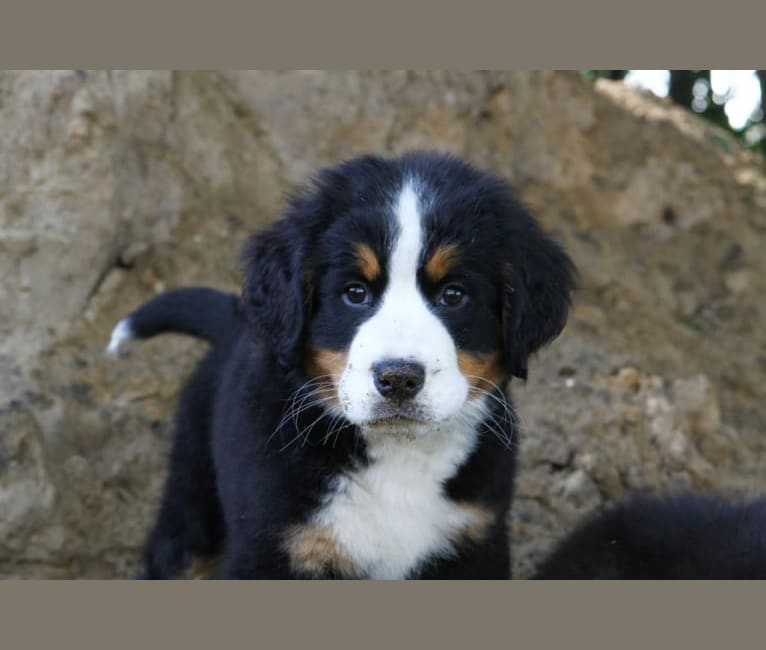 Zorra, a Bernese Mountain Dog tested with EmbarkVet.com