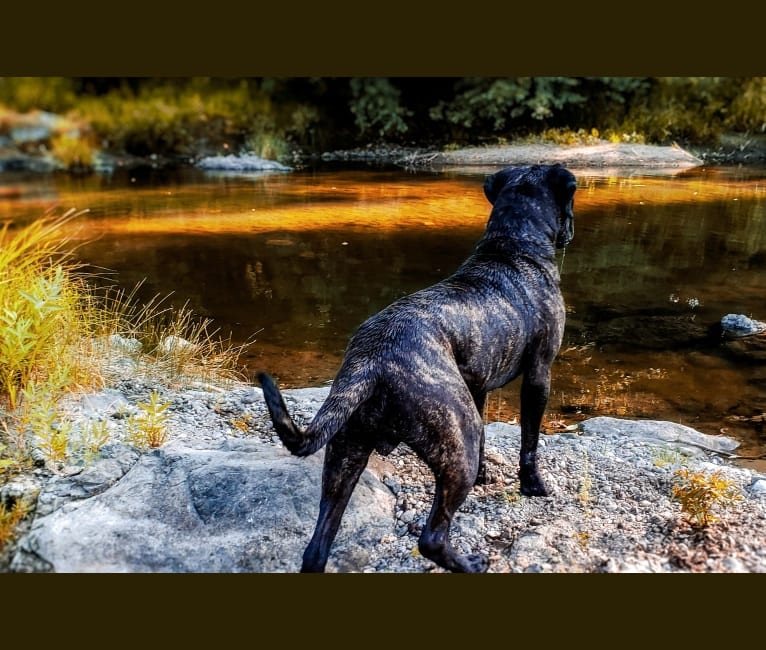 Photo of Trigger, a Mastiff and Neapolitan Mastiff mix in Orland, California, USA
