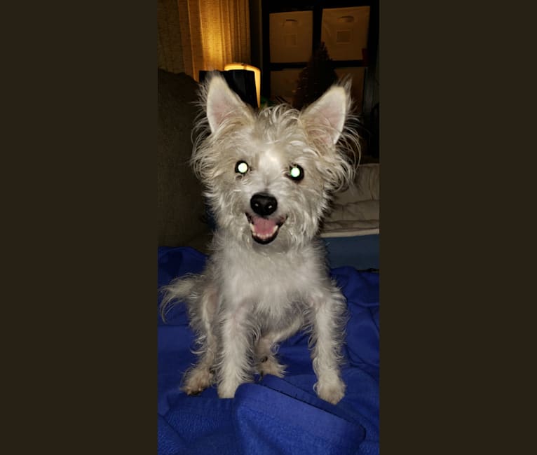 Embark Dog DNA Test Breed