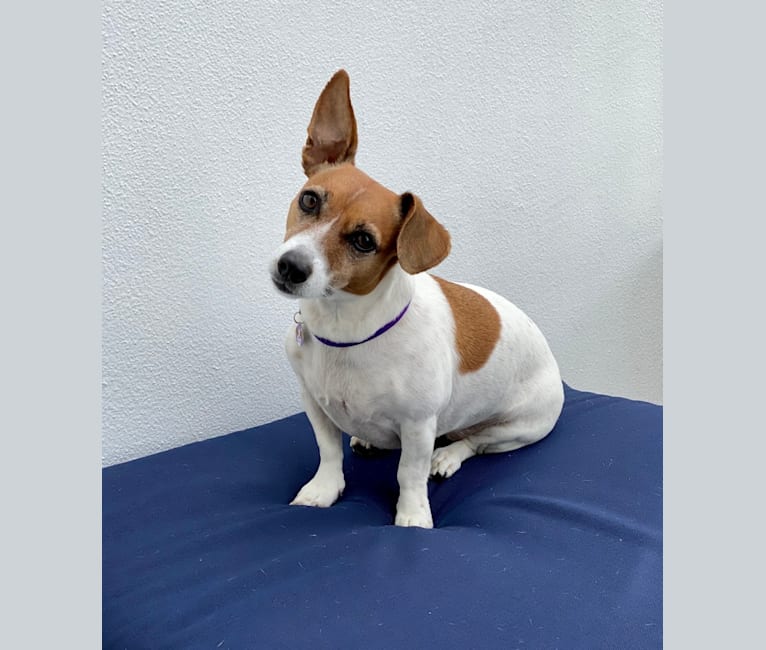 Pollie, a Russell-type Terrier tested with EmbarkVet.com