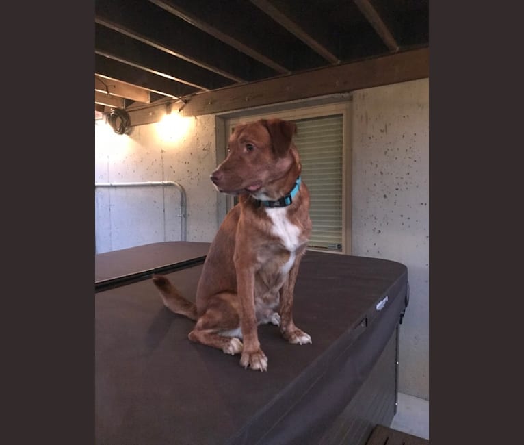 Hickory, a Labrador Retriever and Beagle mix tested with EmbarkVet.com