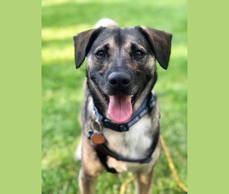 Embark Dog DNA Test Breed