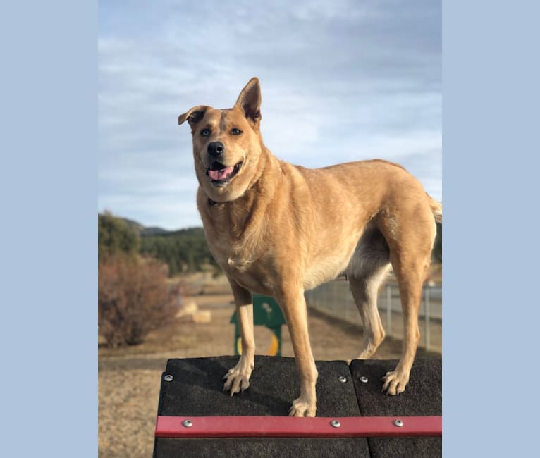 Tsuki, an Australian Cattle Dog and Chow Chow mix tested with EmbarkVet.com