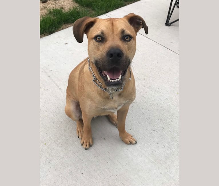 Scooby, an American Pit Bull Terrier and Great Pyrenees mix tested with EmbarkVet.com