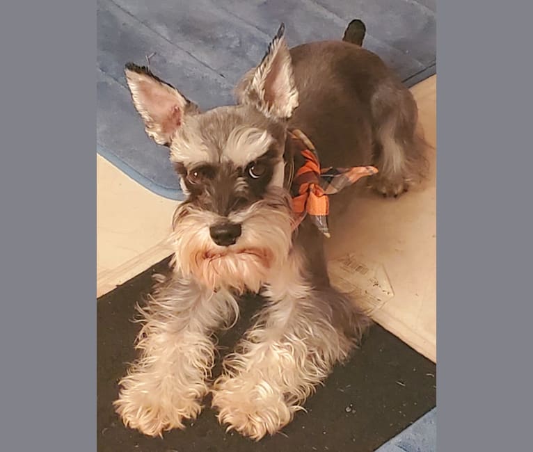 Sawyer, a Miniature Schnauzer tested with EmbarkVet.com