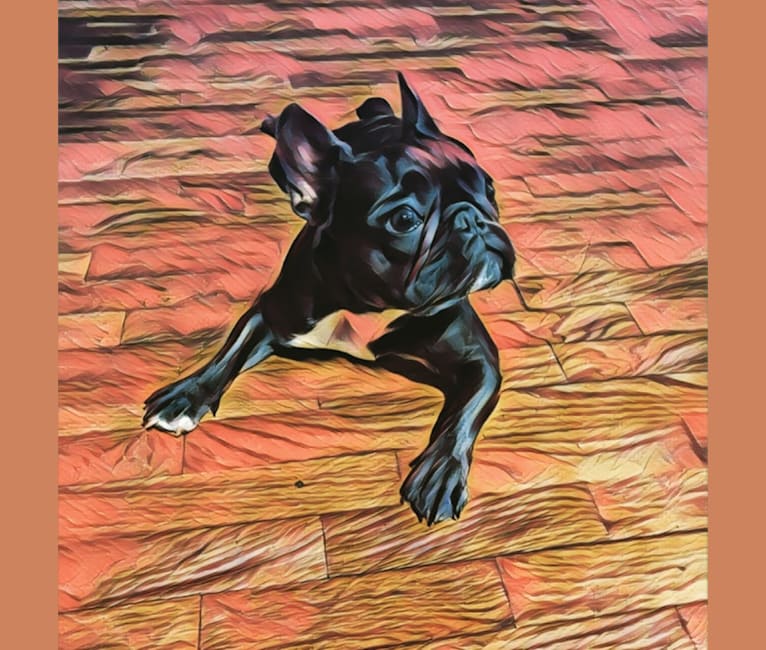 Photo of Gianna, a French Bulldog  in Oxnard, CA, USA