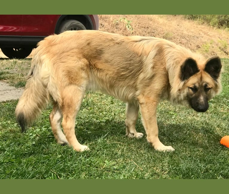 Photo of Jordy, a German Shepherd Dog, Alaskan Malamute, Akita, and Mixed mix in Idaho, USA