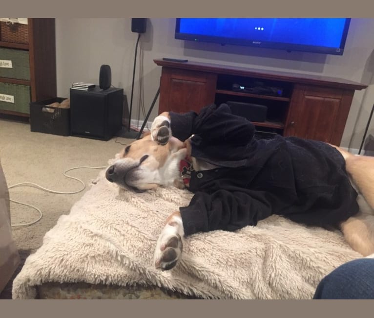 Augie, a Labrador Retriever and Australian Cattle Dog mix tested with EmbarkVet.com