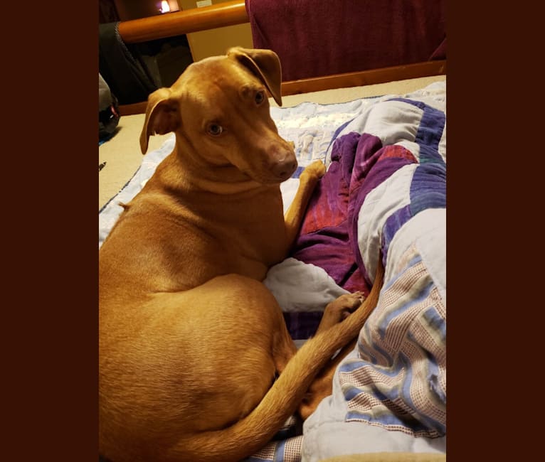 Rhodesian ridgeback and shepherd sale mix