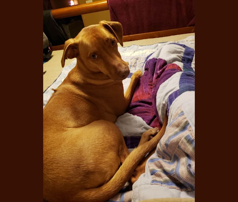 Qui-Gon, a Rhodesian Ridgeback and Australian Shepherd mix tested with EmbarkVet.com