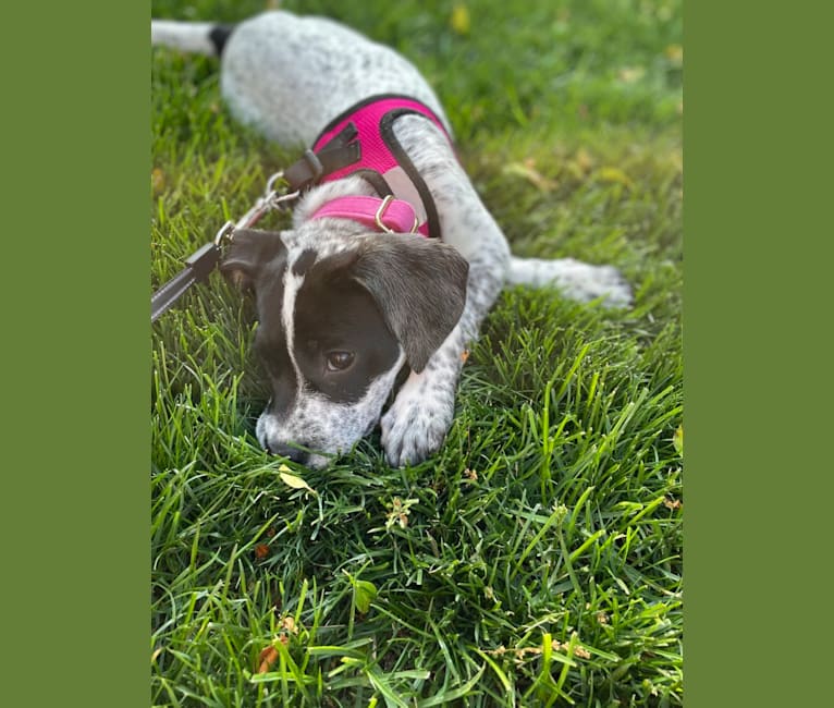 Opal, an American Pit Bull Terrier and German Shorthaired Pointer mix tested with EmbarkVet.com