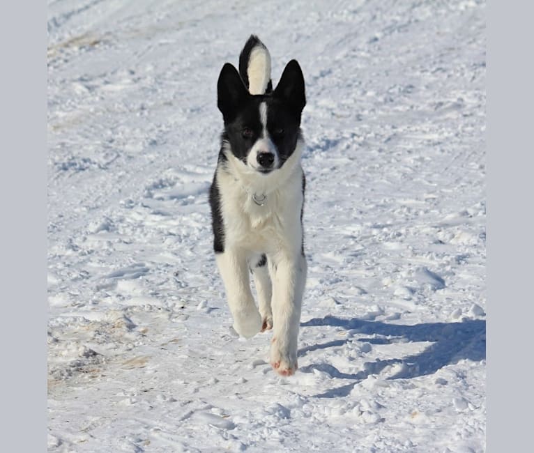 Rohmoivan Evita, a Karelian Bear Dog tested with EmbarkVet.com
