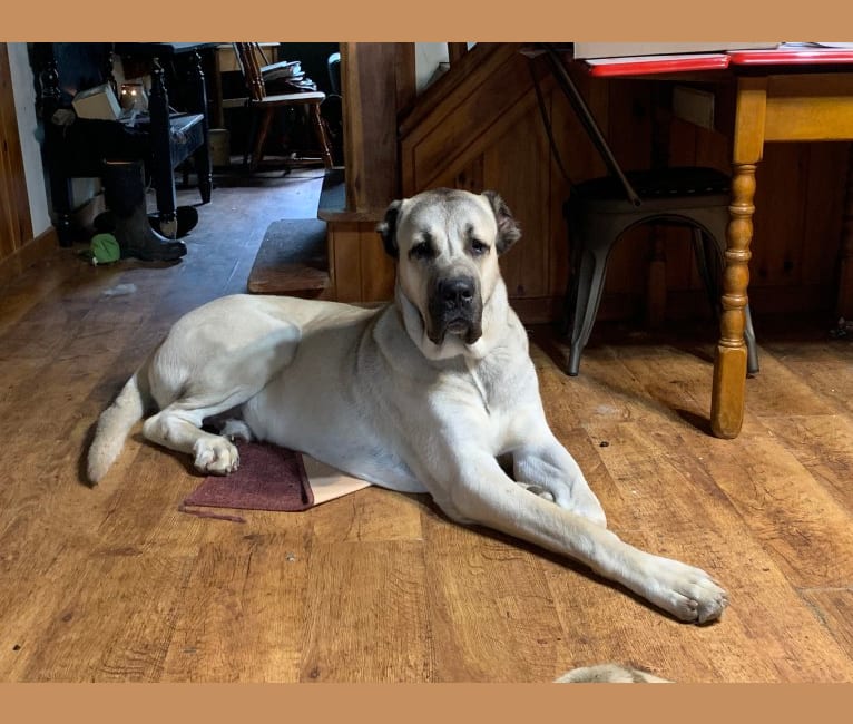 Wolf House Kimba, an Anatolian Shepherd Dog tested with EmbarkVet.com