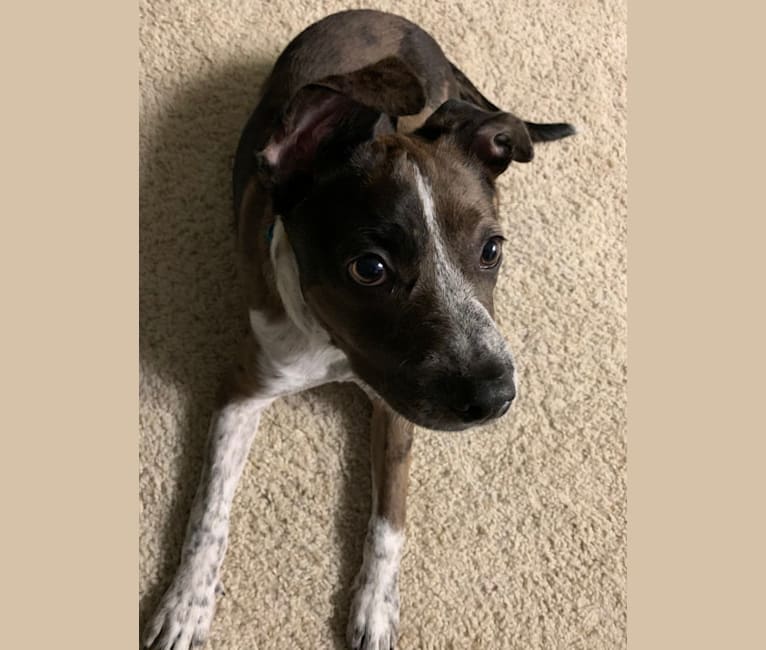Embark Dog DNA Test Breed