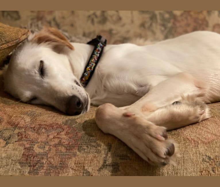 Canaan online saluki mix