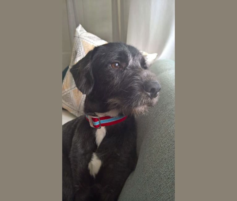 Staffordshire poodle mix deals