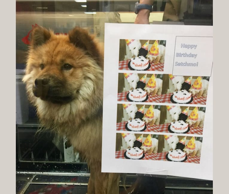 Photo of Satchmo, a Chow Chow  in Estacada, OR, USA