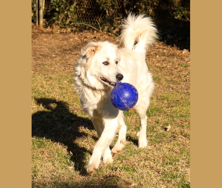 Abe, a Great Pyrenees and German Shepherd Dog mix tested with EmbarkVet.com