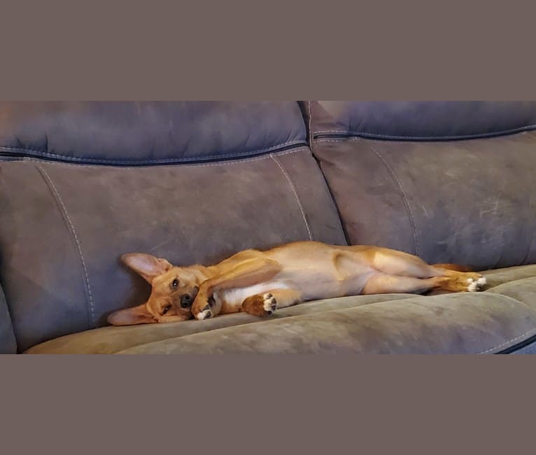 Arya, a Chihuahua and German Shepherd Dog mix tested with EmbarkVet.com
