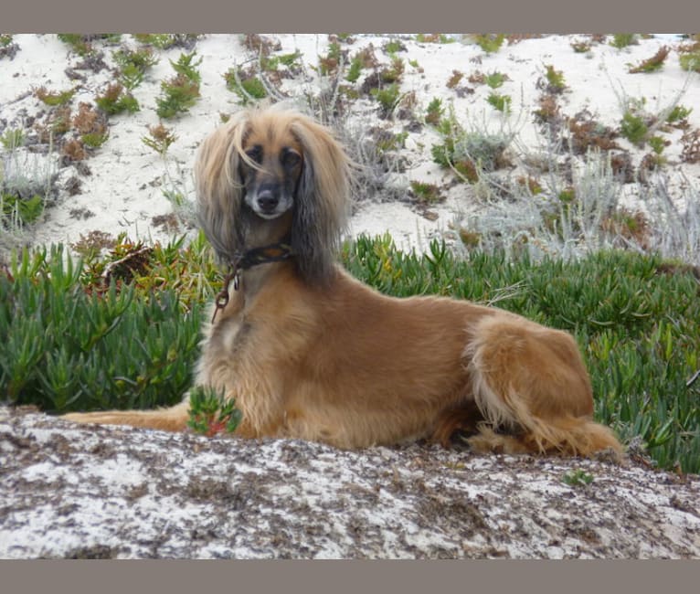Photo of Vuri, an Afghan Hound  in Netherlands