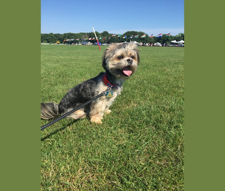 Chuie, a Shih Tzu and Yorkshire Terrier mix tested with EmbarkVet.com