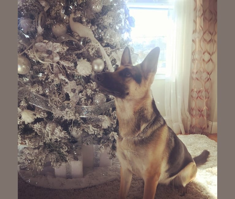 Photo of Mishka, a German Shepherd Dog  in Burlington, New Jersey, USA