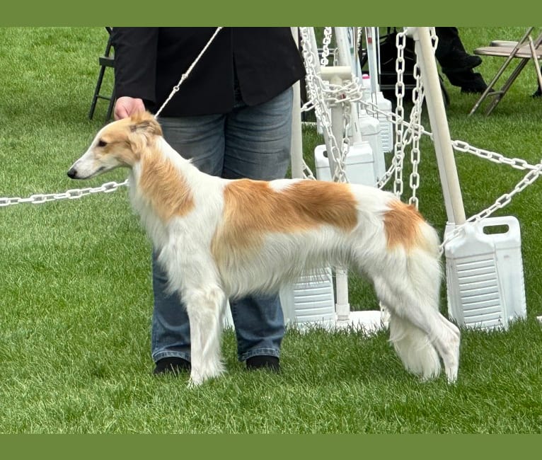 Charming, a Silken Windhound tested with EmbarkVet.com