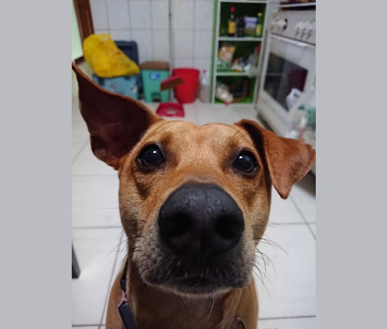 Louie, a Formosan Mountain Dog tested with EmbarkVet.com