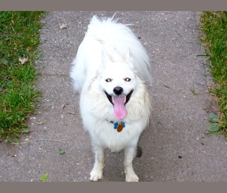 Photo of Romeo, an American Eskimo Dog  in Delaware, USA