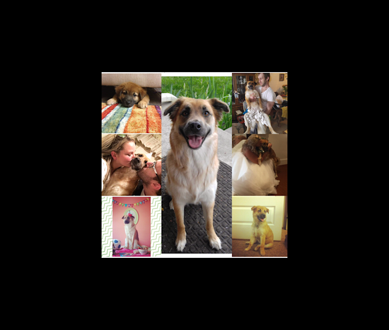 Princess Olivia Jane, a Siberian Husky and Chow Chow mix tested with EmbarkVet.com