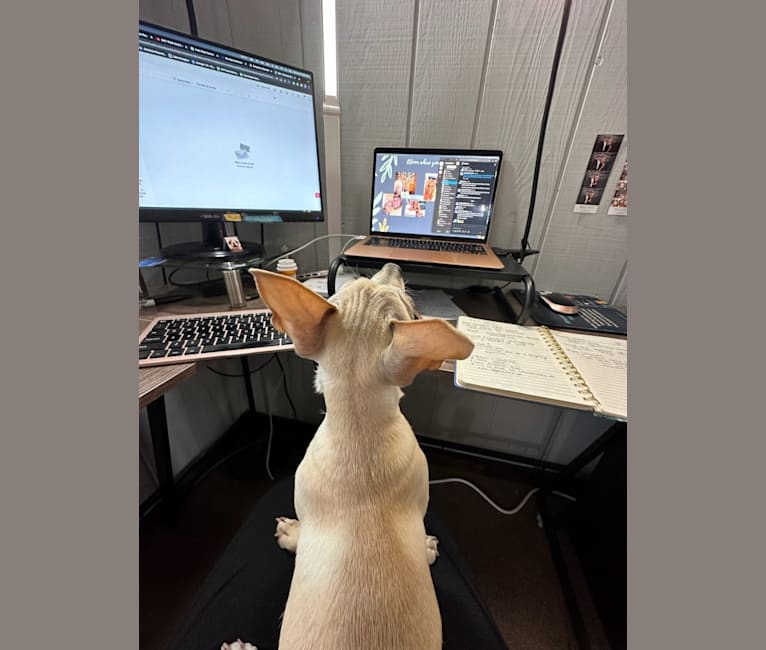 Rocket Chip, a Chihuahua and Rat Terrier mix tested with EmbarkVet.com
