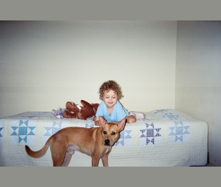 Kirby, a Pomeranian and American Pit Bull Terrier mix tested with EmbarkVet.com