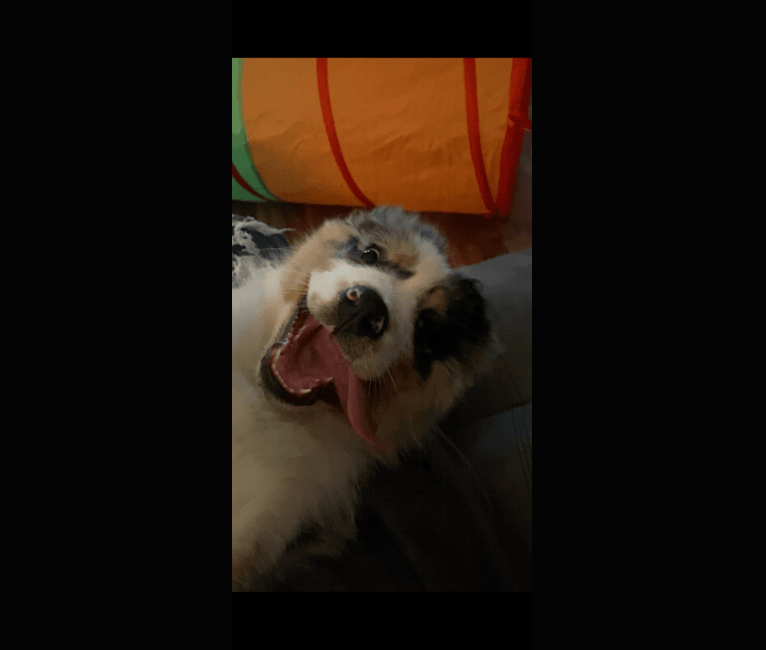 Bailie (Skyecoves Boss Dog is Out Of This World), an Australian Shepherd Group tested with EmbarkVet.com