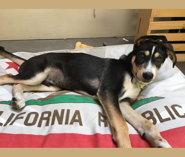 Siberian husky pointer mix shop