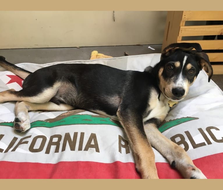 Coava, a German Shorthaired Pointer and Siberian Husky mix tested with EmbarkVet.com