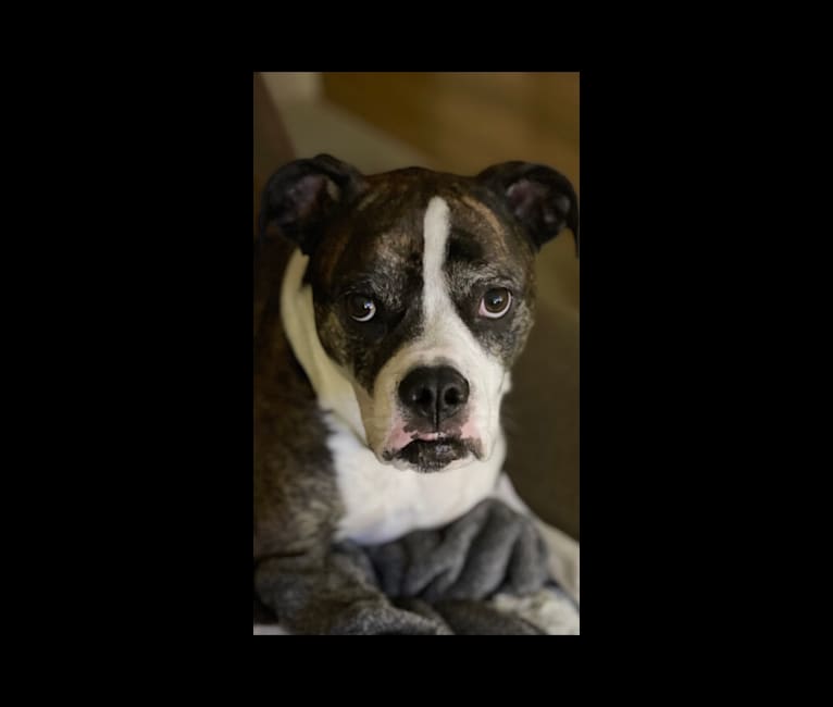 Ada, an American Staffordshire Terrier and Bulldog mix tested with EmbarkVet.com